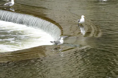 DSC_2589 (Large).JPG